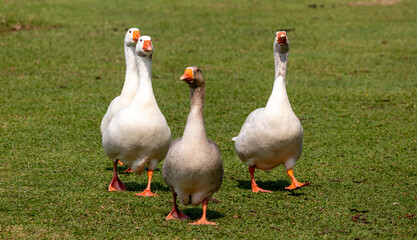Image taken at Barigui Park in Curitiba, Paraná, Brazil.	