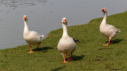 Image taken at Barigui Park in Curitiba, Paraná, Brazil.