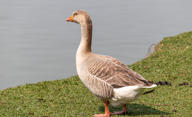Image taken at Barigui Park in Curitiba, Paraná, Brazil.