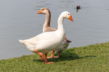 Image taken at Barigui Park in Curitiba, Paraná, Brazil.