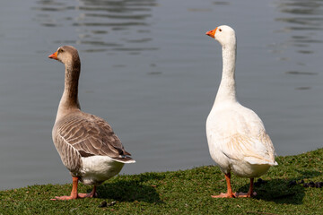 Image taken at Barigui Park in Curitiba, Paraná, Brazil.