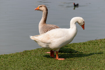 Image taken at Barigui Park in Curitiba, Paraná, Brazil.	