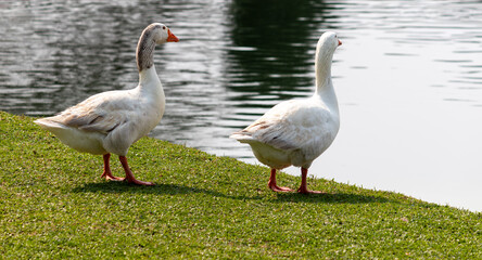Image taken at Barigui Park in Curitiba, Paraná, Brazil.	