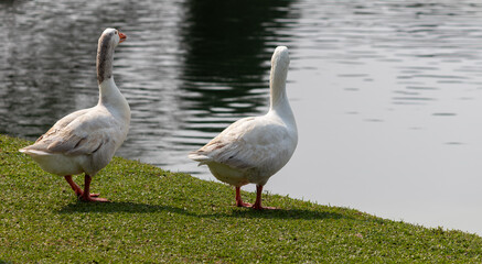 Image taken at Barigui Park in Curitiba, Paraná, Brazil.	
