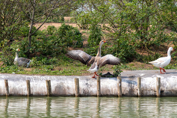 Image taken at Barigui Park in Curitiba, Paraná, Brazil.	