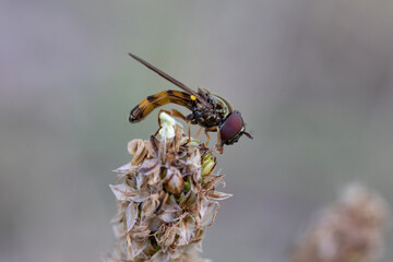 Biene auf Bl&uuml;te