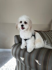 Cute dog on couch