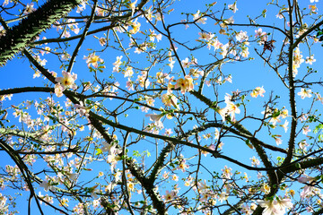branch of a tree with yellow flowers