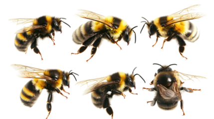 Collection of Flying Bumblebees Isolated on a Transparent Background Generative AI