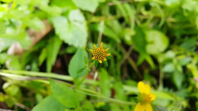 Melanthera biflora flower footage, Nature. 4K footage shot in the forest. Yellow flower.