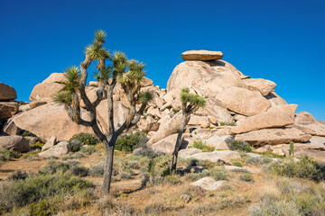 Joshua Tree NP