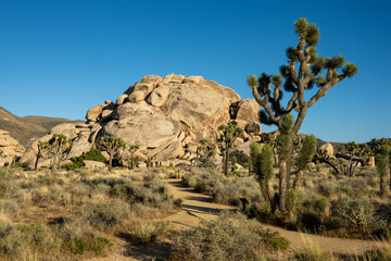 Joshua Tree NP