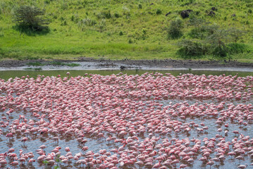 Fototapeta premium A large flock of beautiful flamingos is standing gracefully, Tanzania