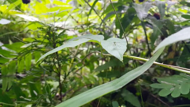 Aesthetic 4k footage, condylostylus (family Dolichopodidae) resting on a leaf. Perfect for documentaries in tropical rainforests and World Environment Day on June 5th.