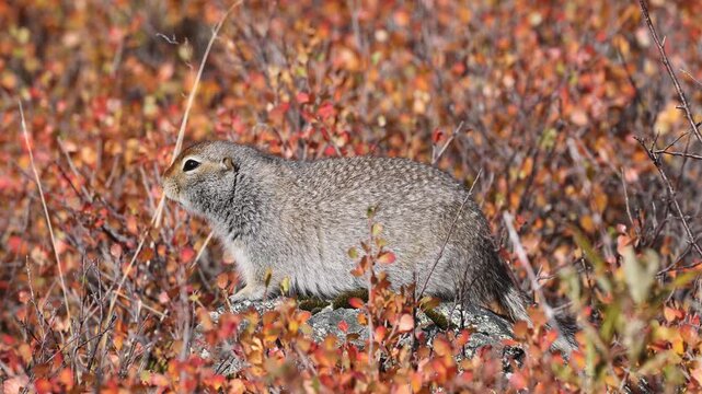 Arctic Ground Squirrel in Autumn in Denali National Park Alaska