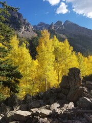 Aspen Trees in the Mountains
