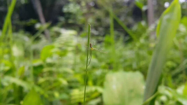 Aesthetic footage of Long-jawed orb weavers (Tetragnathidae) on grass Focus on foreground. 4k recording. Perfect for a documentary about the beauty of tropical rainforests.