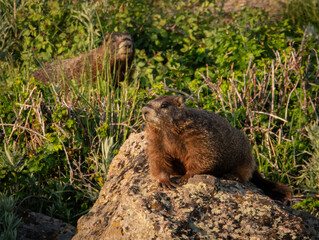 Yellow bellied marmot pair