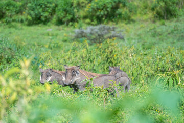 African Warthog in wildlife in a serene habitat, Arusha National Park, Tanzania