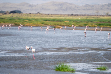 Flock of flamingos in water with mountains in background, Lake Natron, Tanzania