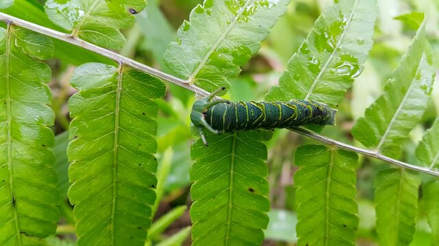 caterpillar on leaf. Footage of the Common Nawab Butterfly (Polyura athamas) or Dragon Head Caterpillar in nature. 4K footage taken in a tropical forest.