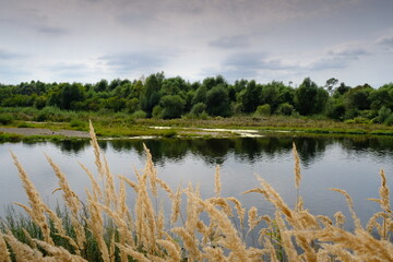 Źdźbła trawy na tle spokojnej wody i drzew © Przemysaw