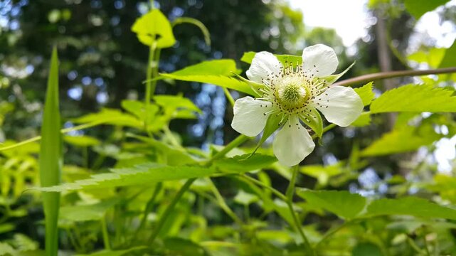 Aesthetic 4k footage of White Flowers (Rubus rosifolius, West Indian Raspberry, Ola'a, Roseleaf Raspberry, Rose-leaf Bramble, Mauritius raspberry, Vanuatu raspberry, Thimbleberry, Agrimonia pilosa).