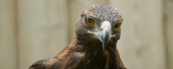 Majestic golden eagle looking
