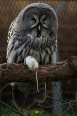 The great grey owl or great gray owl , Strix nebulosa