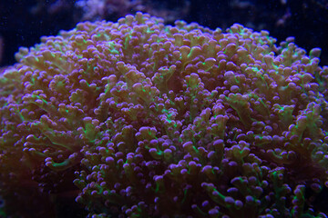 Big Hairy Mushroom soft coral