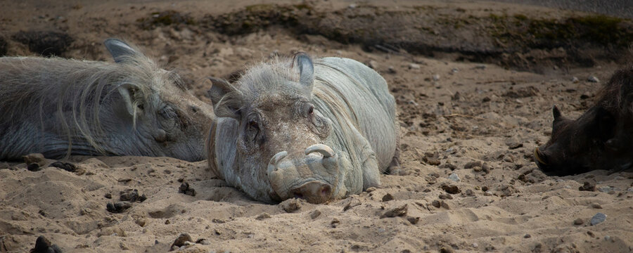 Resting Warthogs, Wild Animal, Wildlife Nature, - Powered by Adobe