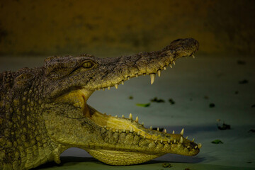 Profile of a Cuban crocodile. The Cuban crocodile has the smallest