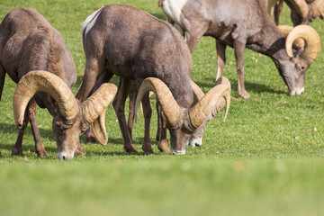 Bighorn sheep herd grazing on grass
