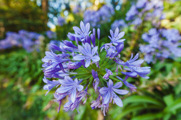 vibrant cluster of Agapanthus flowers, commonly known as African lilies, in full bloom