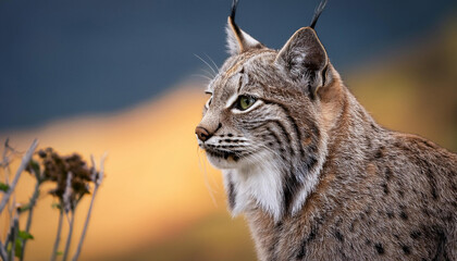 Obraz premium a Bobcat