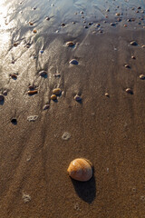 small seashell resting on wet sand at the shoreline