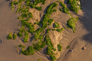 a large rock covered in vibrant green seaweed, with strands hanging down and creating a textured, organic drape over the surface