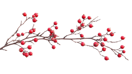 Beautiful Branch of Red Berries isolated on transparent background