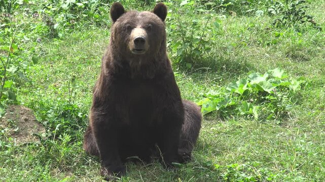 Brown bear in natural environment in the green season