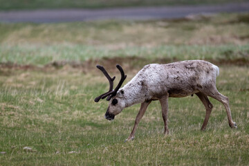 Reindeer in the Scandivavian fells