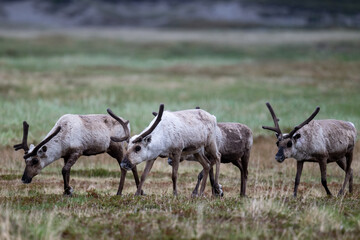 A herd of reindeer in the Scandivavian fells