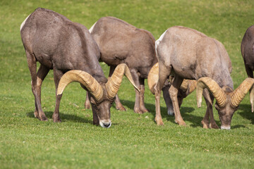 Bighorn sheep herd grazing on grass
