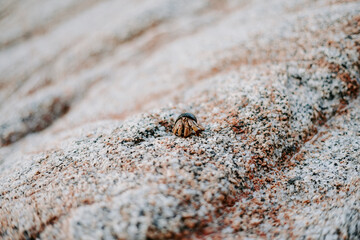 Hermit Crab on Rocky Beach in Cabo San Lucas, Mexico - Coastal Wildlife Close-Up