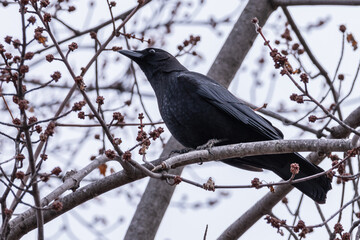 Crow on gray branch 3