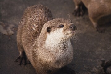 cute baby river otter,cute animals