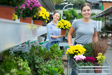Cheerful female customers choosing Chrysanthemum flower in pots while pushing shopping cart in...