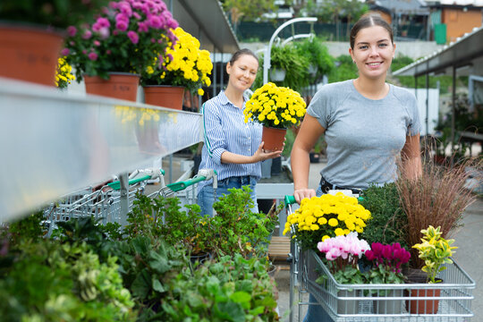 Cheerful female customers choosing Chrysanthemum flower in pots while pushing shopping cart in garden market