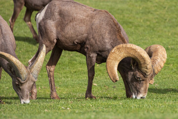 Bighorn sheep herd grazing on grass
