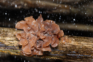 Blattartiger Zitterling (Tremella foliacea) auf einem morschen Fichtenast im Regen