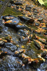 Yellow and red fall leaves in rocky creek